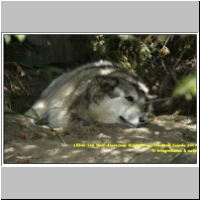 15841 166 Wolf Ahornsirup Wald Ottawa Montreal Kanada 2009.jpg
